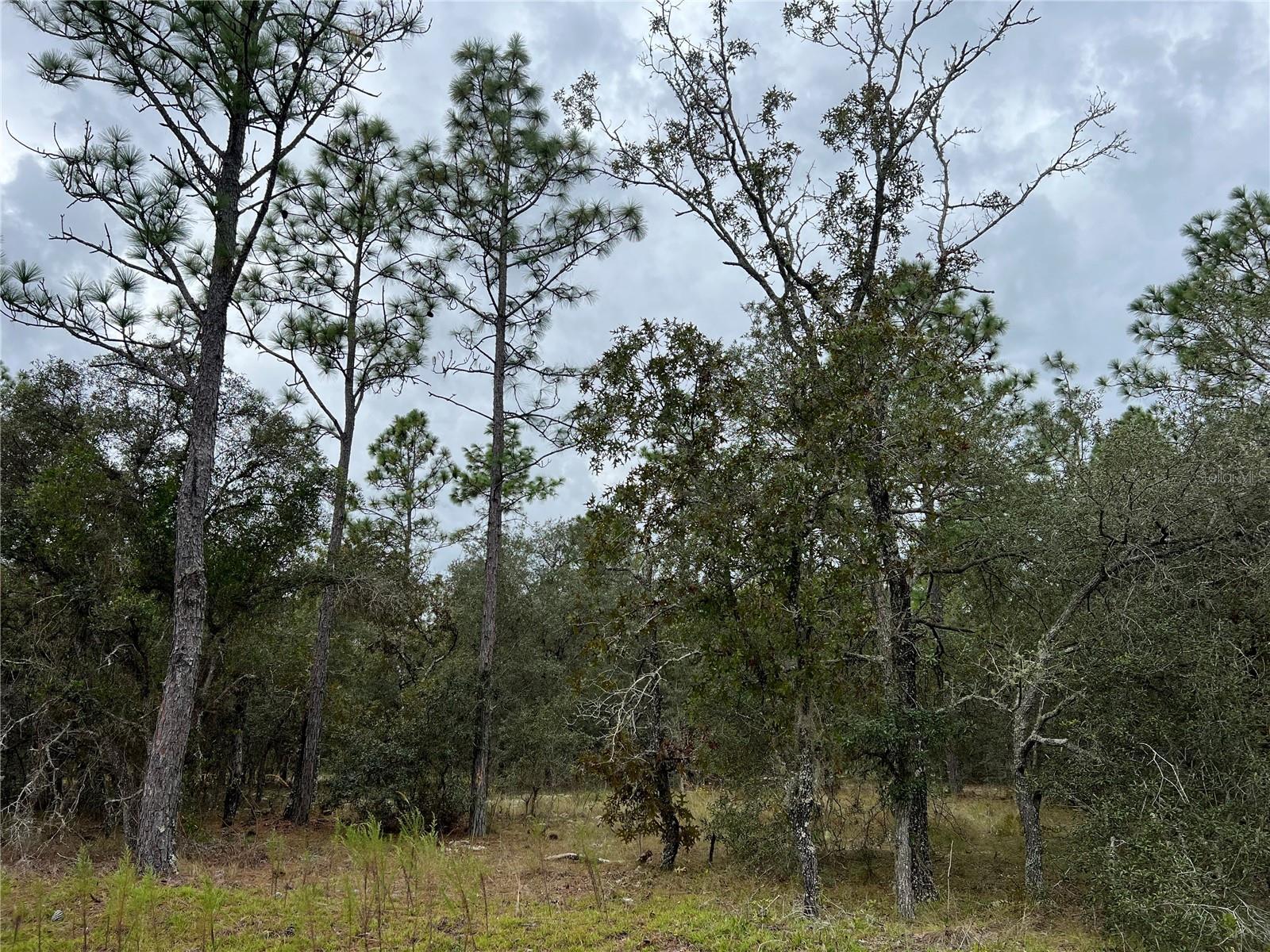 136TH, DUNNELLON, Land,  for sale, The Mount Dora Group 