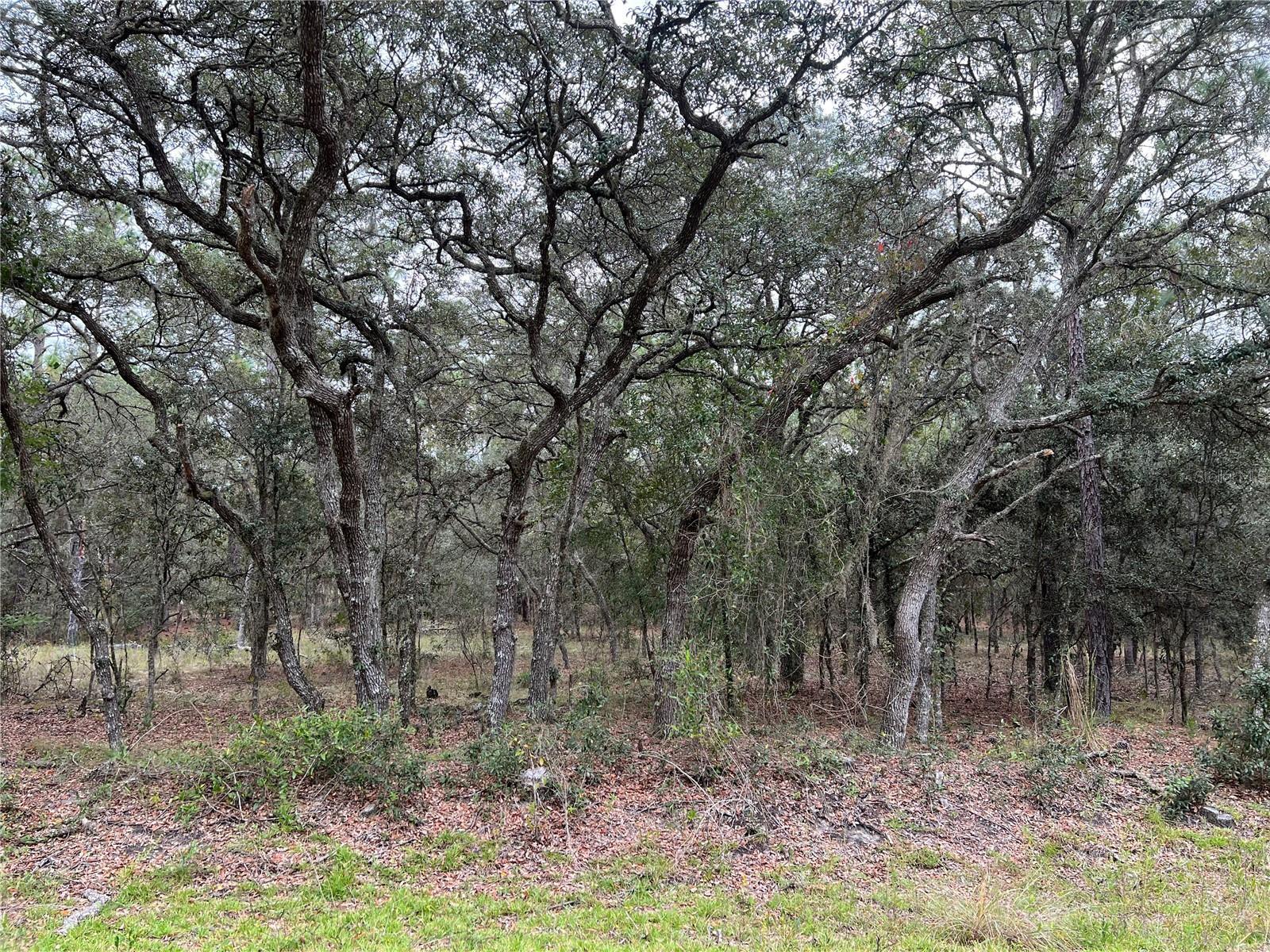 133RD, DUNNELLON, Land,  for sale, The Mount Dora Group 